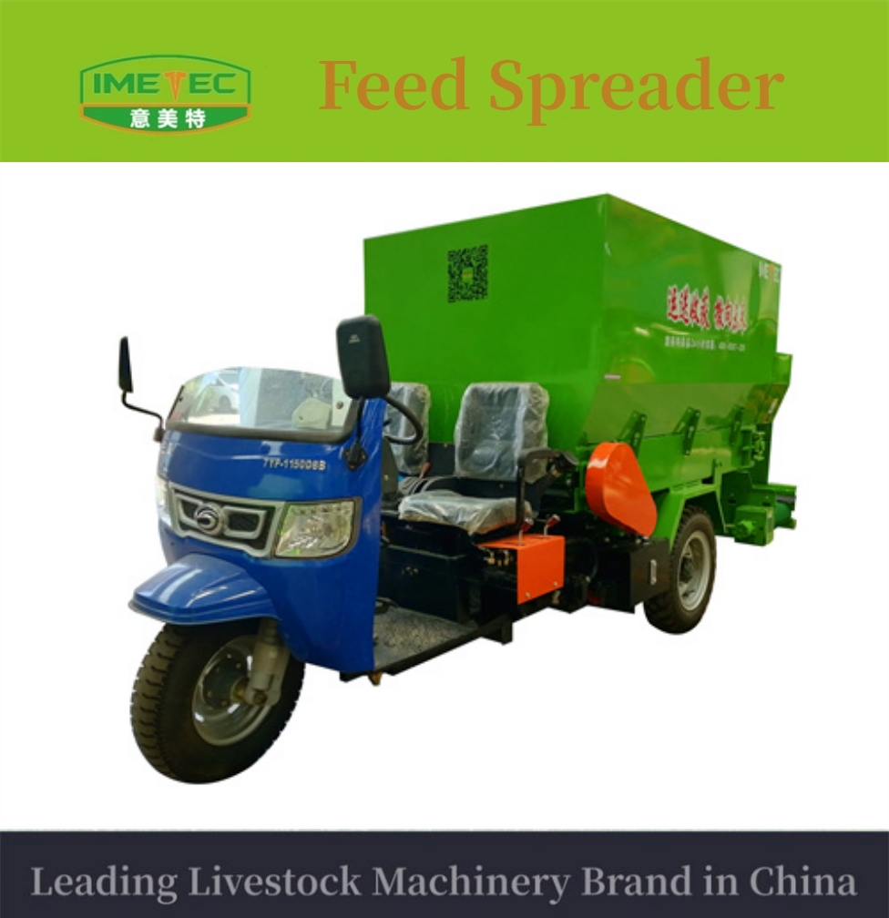Feeder Cow